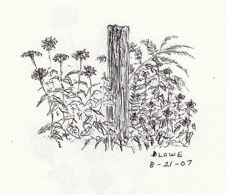 Perennial Plants Drawings Page 3 Of 3 Fine Art America