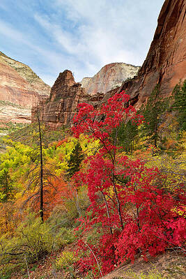 Wall Art - Photograph - Zion National Park View by Justinreznick