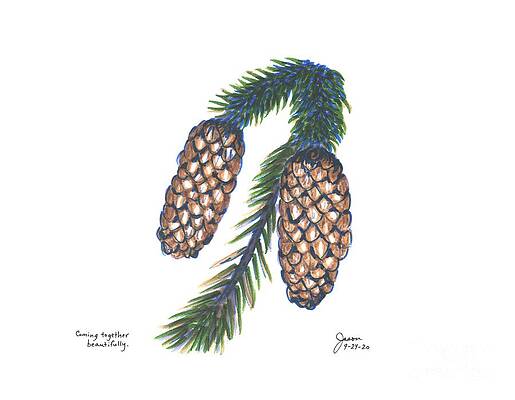Pine Branch Drawings Page 2 Of 2 Fine Art America