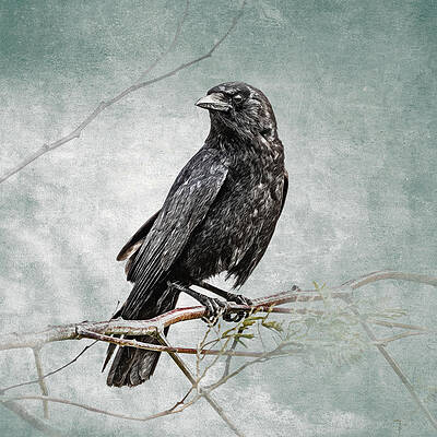 A Crow's Life by Mike Gifford A Crow's Life by Mike Gifford