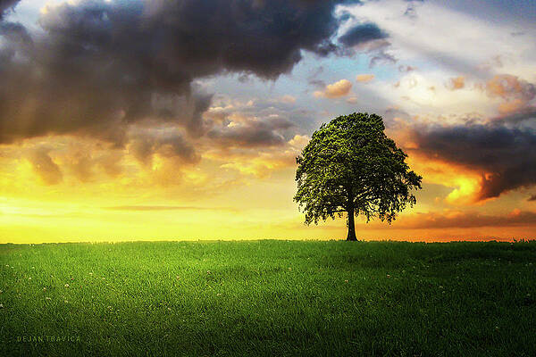 Wall Art - Photograph - A lone tree under the cloudy sky in the field by Dejan Travica