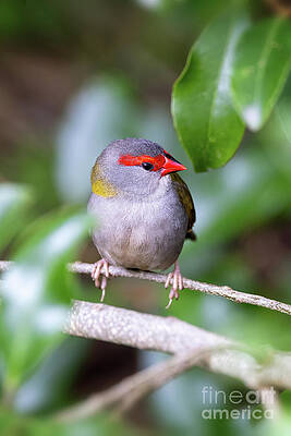 Wall Art - Photograph - A male red-browed finch, neochmia temporalis, perched in woodland. The small seed eating bird is an estrildid finch that inhabits the east coast of Australia. #1 by Jane Rix