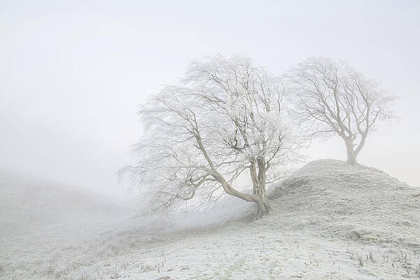 Wall Art - Photograph - Sentinels by Anita Nicholson