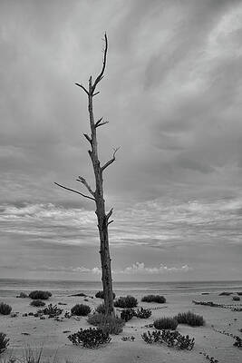 Alone on the Beach by Robert Wilder Jr Alone on the Beach by Robert Wilder Jr