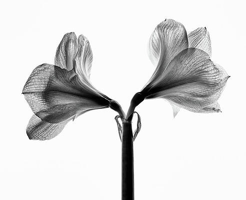Black And White Flower Photographs (Page #8 of 35) | Fine Art America