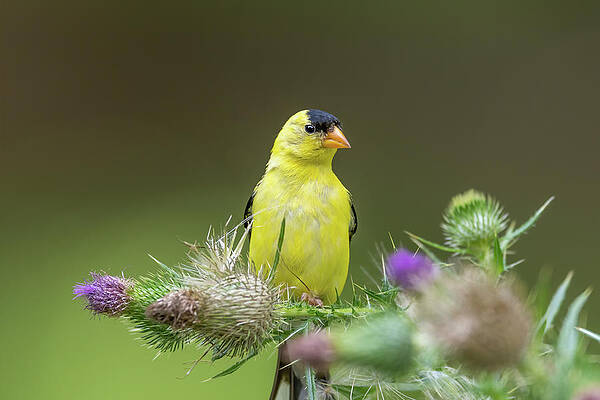 American Goldfinch by Valeriy Shvetsov American Goldfinch by Valeriy Shvetsov