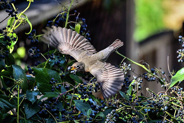 American Robin - Turdus migratorius by Bipul Haldar American Robin - Turdus migratorius by Bipul Haldar