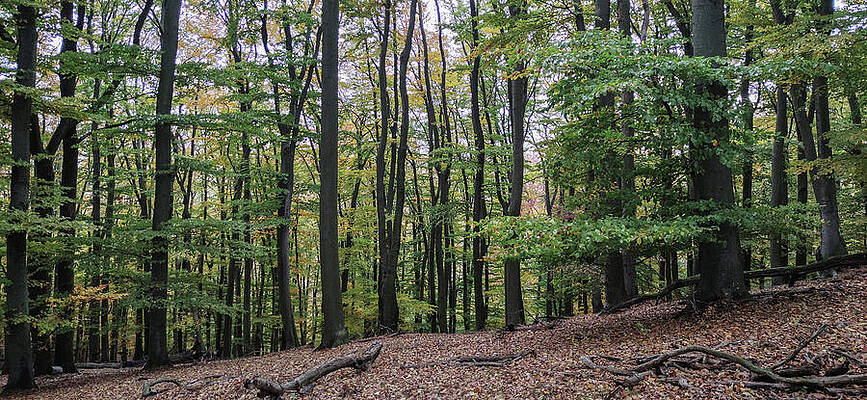 Wall Art - Photograph - Autumn in the Forest #2 by Robert Grac