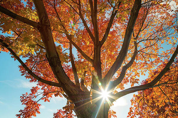 Autumn Sunshine by James BO Insogna Autumn Sunshine by James BO Insogna