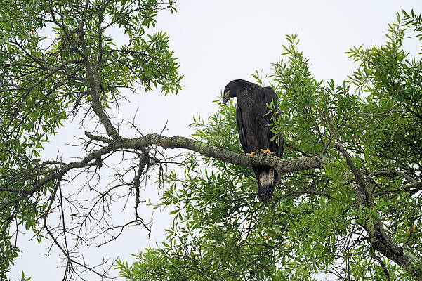 Bald Eagle Juvenile by Colin Hocking Bald Eagle Juvenile by Colin Hocking