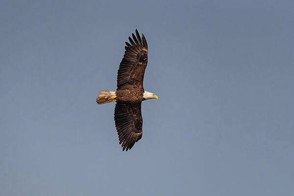 Bald eagle over Camelot by Gary Eason Bald eagle over Camelot by Gary Eason