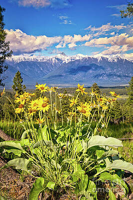 Wall Art - Photograph - Balsam Root Sunflower  #1 by Thomas Nay