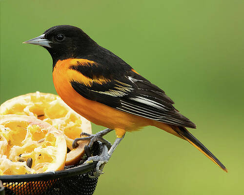 Baltimore Oriole by Jan M Holden Baltimore Oriole by Jan M Holden