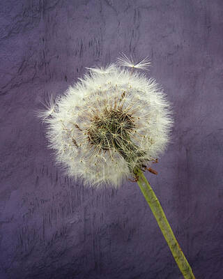 Wall Art - Photograph - Beautiful Dandelion clock with textured background. #1 by Sue Leonard