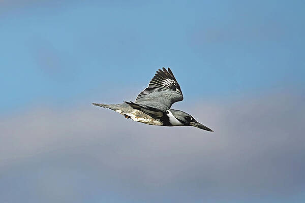BELTED KINGFISHER IN FLIGHT by Jennifer Robin BELTED KINGFISHER IN FLIGHT by Jennifer Robin
