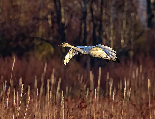 Bird in flight by RICHARD PROVOST Bird in flight by RICHARD PROVOST