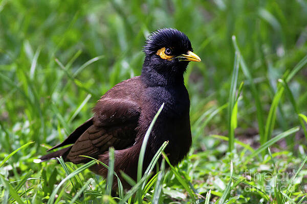 Bird In Grass by Jema Peiris