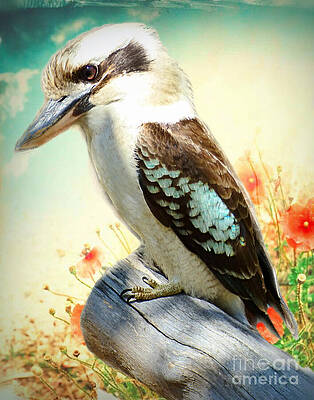 Blue Winged Kookaburra by Trudee Hunter Blue Winged Kookaburra by Trudee Hunter