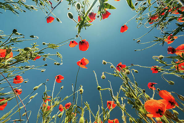 Wall Art - Photograph - Bottom view of red poppies and blue sky #1 by Mikhail Kokhanchikov