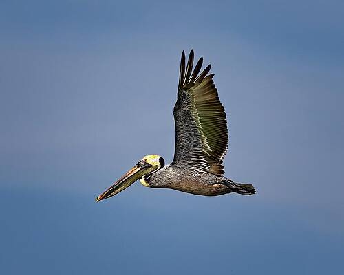 Wall Art - Photograph - Male Brown Pelican flying along John's Pass by Ronald Lutz