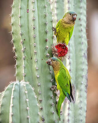 Brown Throated Parakeet Taganga Magdalena Colombia by Adam Rainoff Brown Throated Parakeet Taganga Magdalena Colombia by Adam Rainoff