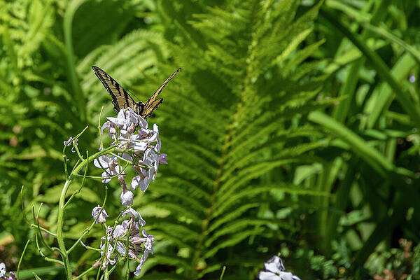 Wall Art - Photograph - Butterfly Lands on a Flower in a Nature Preserve 2 by John Twynam