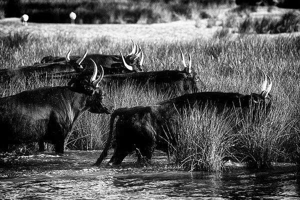 Wall Art - Photograph - Camargue bulls crossing the marsh #1 by Jean Gill