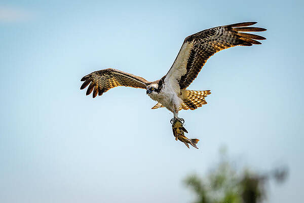 Wall Art - Photograph - Catch of the Day #1 by Bill Cubitt