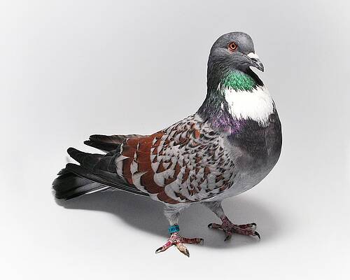 Cauchois Pigeon by Nathan Abbott Cauchois Pigeon by Nathan Abbott