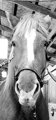 Cheval by Scott Hovind Cheval by Scott Hovind