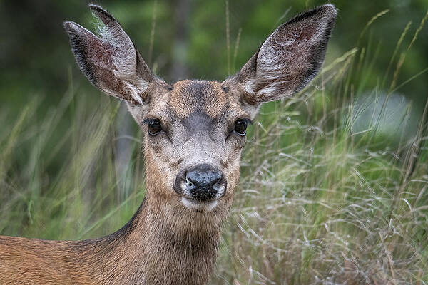 Close-up of a Mule Doe by Constance Puttkemery Close-up of a Mule Doe by Constance Puttkemery