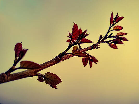 Closeup shot of a tree branch on a gloomy day by DEEP CHAND