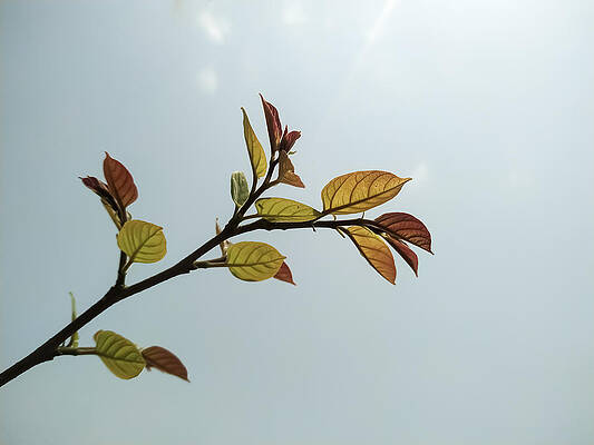 Closeup shot of a tree branch with young leaves and the sky in t by DEEP CHAND