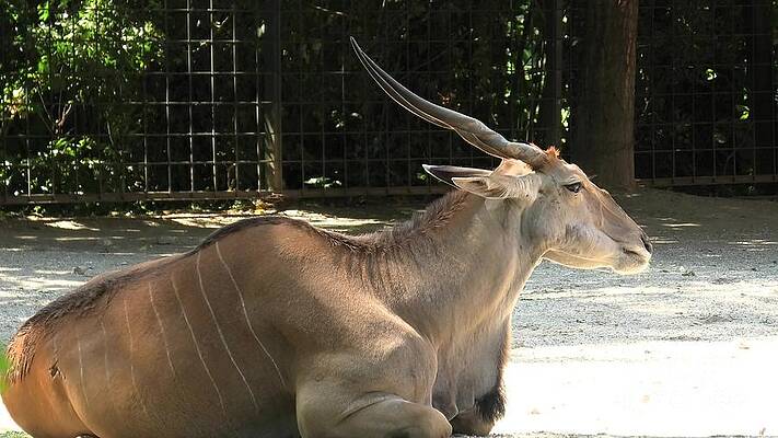 Common eland antelope by Benny Marty Common eland antelope by Benny Marty
