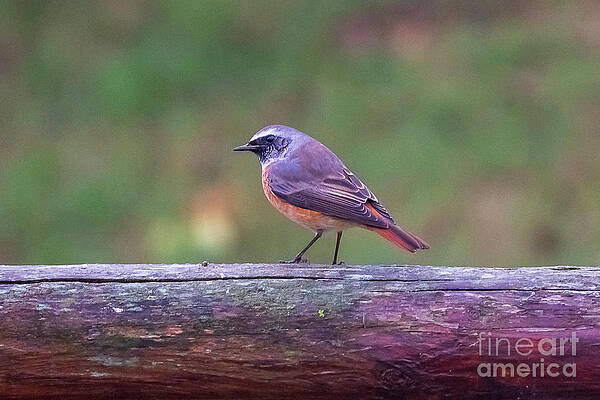 Common Redstart Phoenicurus phoenicurus Costa Ballena Cadiz by Pablo Avanzini Common Redstart Phoenicurus phoenicurus Costa Ballena Cadiz by Pablo Avanzini