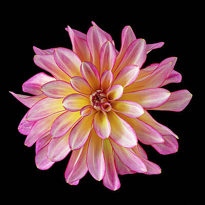 Dahlia on Black by Mary Jo Allen Dahlia on Black by Mary Jo Allen