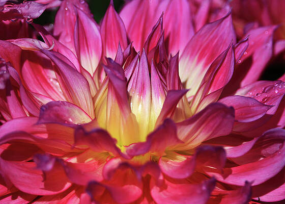 Dahlia by Shixing Wen Dahlia by Shixing Wen