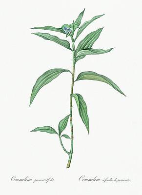 Wall Art - Painting - Dayflower illustration from Les liliacees 1805 by Pierre Joseph Redoute 1759-1840 #1 by Shop Ability