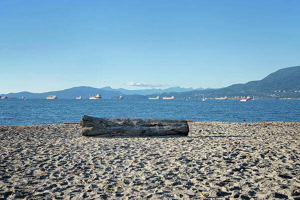 Driftwood on the Beach by Carol Ailles Driftwood on the Beach by Carol Ailles