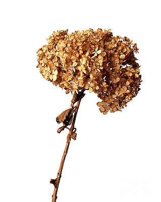 Dry Hydrangea by Tony Cordoza Dry Hydrangea by Tony Cordoza