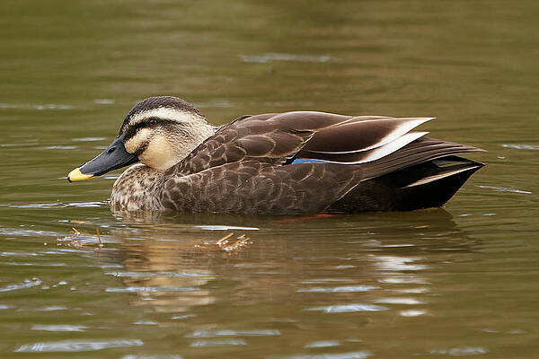 Eastern Spot-billed Duck, Nara Japan by Doug Herr Eastern Spot-billed Duck, Nara Japan by Doug Herr