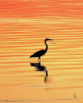 Wall Art - Photograph - Egret Silhouette by Robert Harris