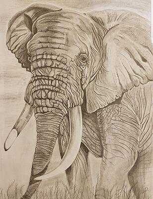Black And White Elephant Art Page 11 Of 27 Fine Art America