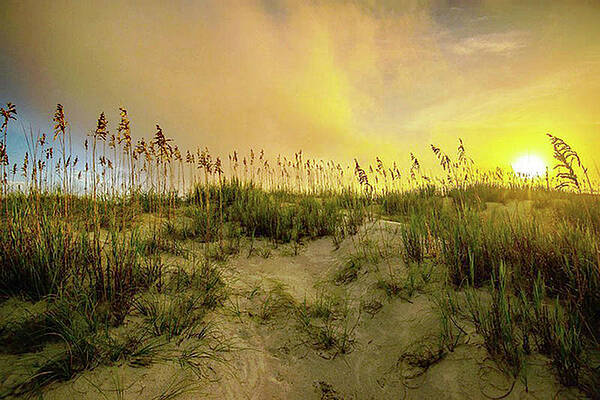 Endless Summer by John Harding Endless Summer by John Harding