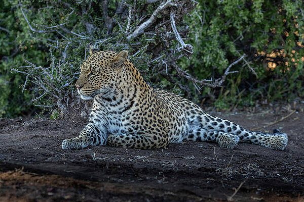 Female Leopard by MaryJane Sesto Female Leopard by MaryJane Sesto
