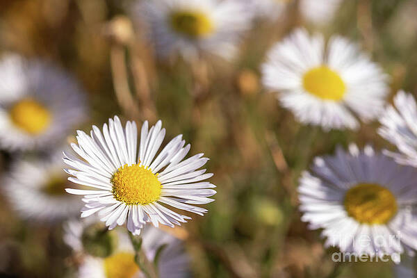 fleabane by Nicki Hoffman fleabane by Nicki Hoffman