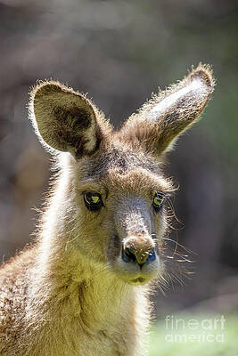 Wall Art - Photograph - Forester kangaroo, Macropus giganteus, also known as the eastern grey or great grey kangaroo. Close up portrait with sunlit bokeh background and space for text. Tasmania. #1 by Jane Rix