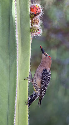 Gila Woodpecker 0547-051318-1cr by Tam Ryan Gila Woodpecker 0547-051318-1cr by Tam Ryan