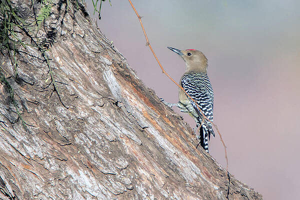 Gila Woodpecker 3665-020119 by Tam Ryan Gila Woodpecker 3665-020119 by Tam Ryan