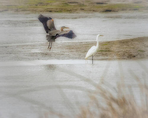 Wall Art - Photograph - Great Blue Heron and Great Egret #1 by Joe Fisher